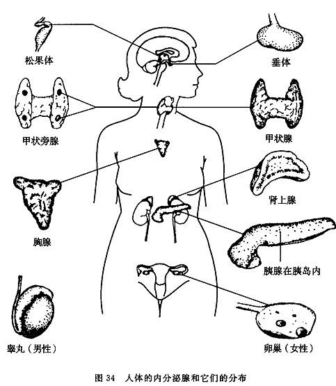 人工周期治疗法 人工周期治疗法
