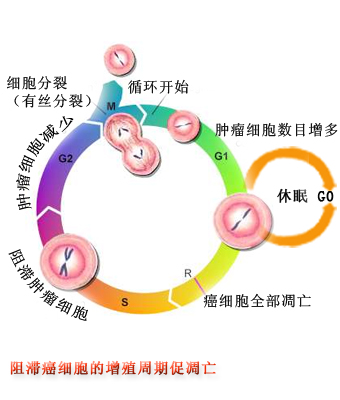 纠正癌基因和抑癌基因的表达 纠正癌基因和抑癌基因的表达