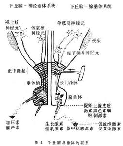 下丘脑-垂体系统 下丘脑-垂体系统