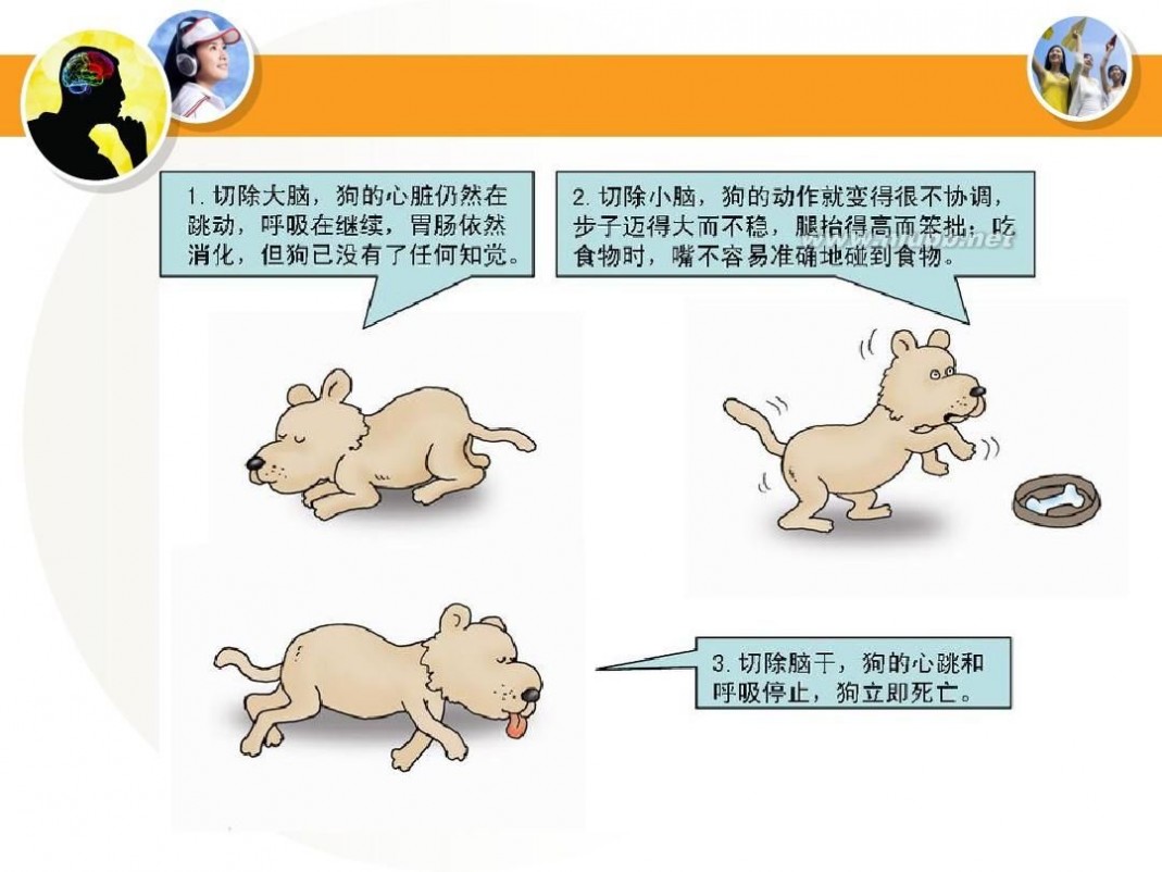 同时性条件反射