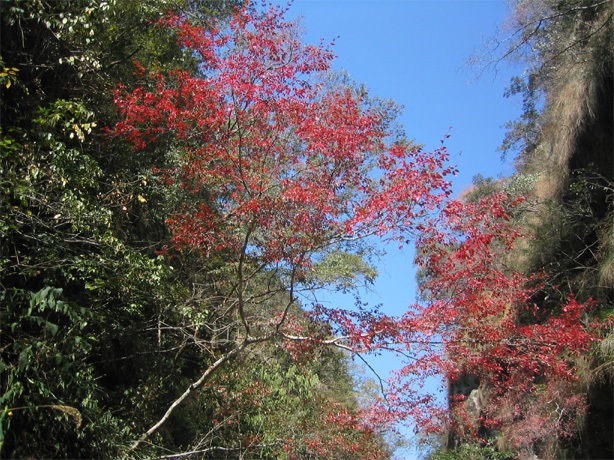天成岩 天成岩