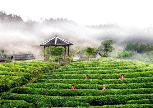 刘三姐茶园 刘三姐茶园