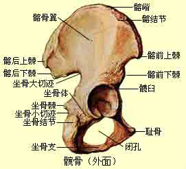 髂骨 髂骨