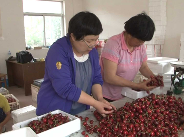 张广秀热情帮村民为新摘的大樱桃装箱包装 张广秀热情帮村民为新摘的大樱桃装箱包装