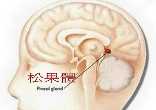 人体大脑中褪黑激素位置 人体大脑中褪黑激素位置