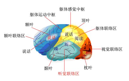 大脑皮层 大脑皮层