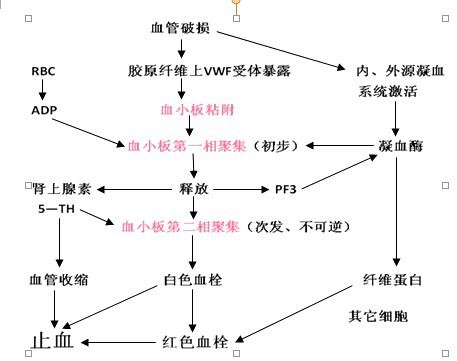 血小板(血液中的有形成分) 血小板(血液中的有形成分)