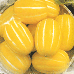 金帝 金帝