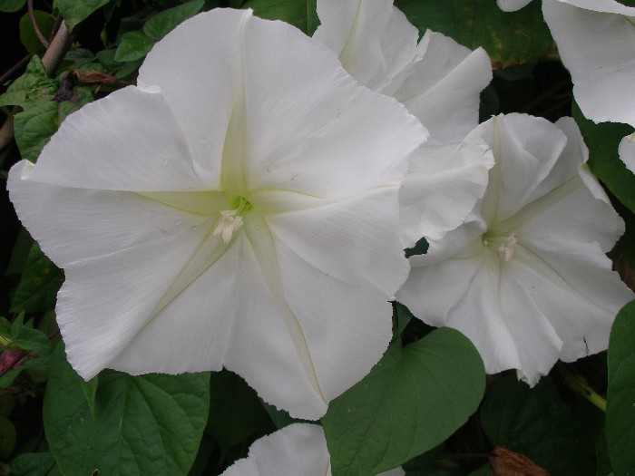 月光花 月光花