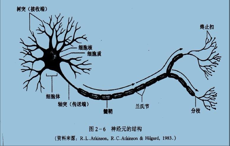 脑细胞 脑细胞