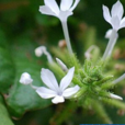 白花丹(中草药)