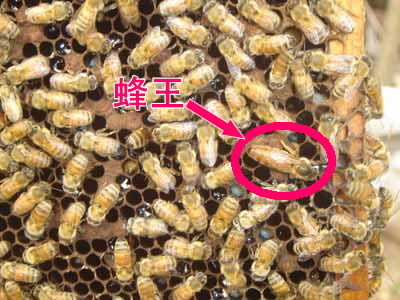 你找到蜂王了吗 你找到蜂王了吗