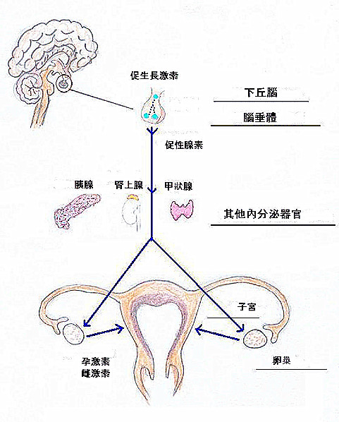 下丘脑-垂体-卵巢轴 下丘脑-垂体-卵巢轴