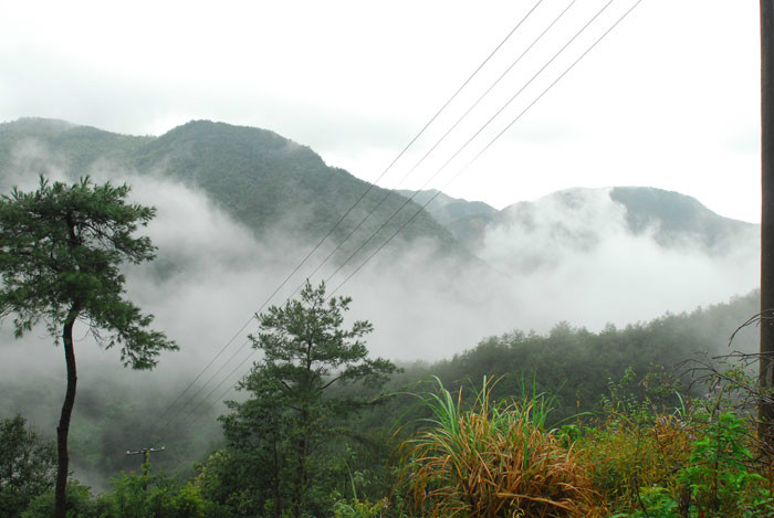 美丽香榧 美丽香榧