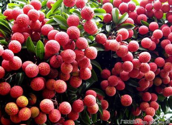 荔枝 荔枝