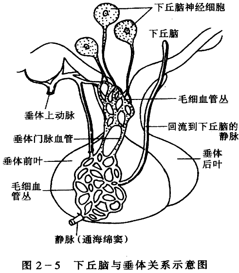 神经脑垂体激素
