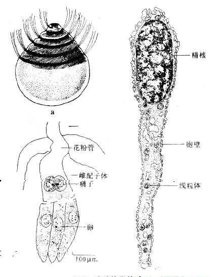 植物的精子结构示意图 植物的精子结构示意图