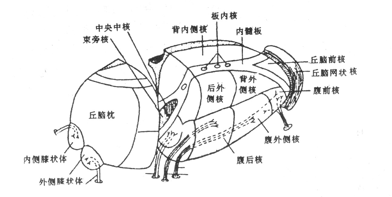 右侧丘脑主要核团示意图 右侧丘脑主要核团示意图
