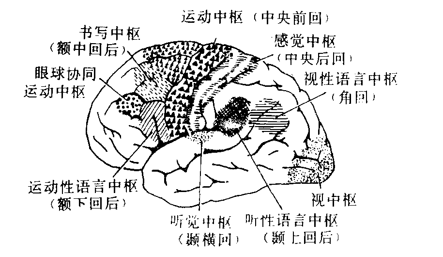 图1 大脑半球的外侧面 图1 大脑半球的外侧面