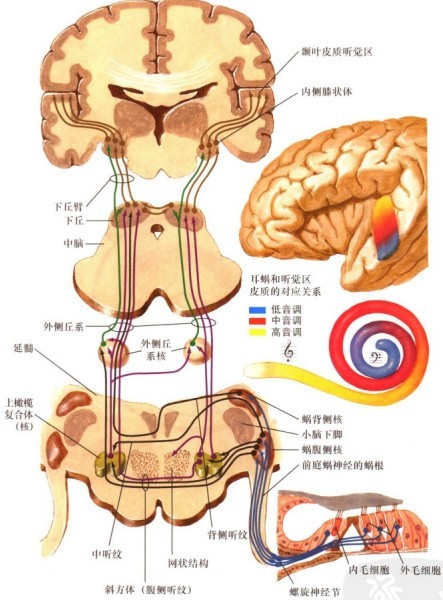 中央管