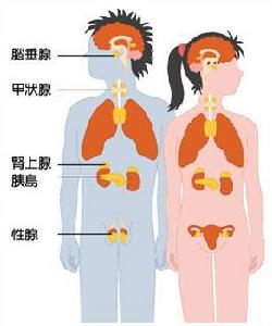 内分泌体液失调 内分泌体液失调