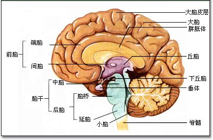 大脑 结构 大脑 结构