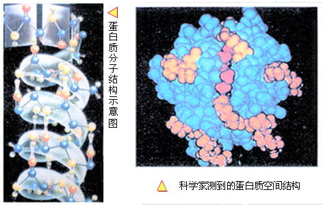 生物大分子 生物大分子