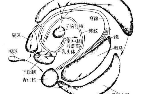 边缘系统(大脑边缘系统)