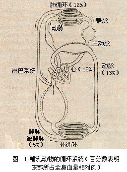 哺乳动物的循环系统 哺乳动物的循环系统