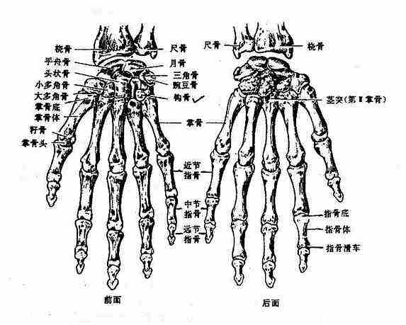 骨 骨