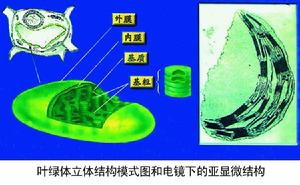 叶绿体 叶绿体