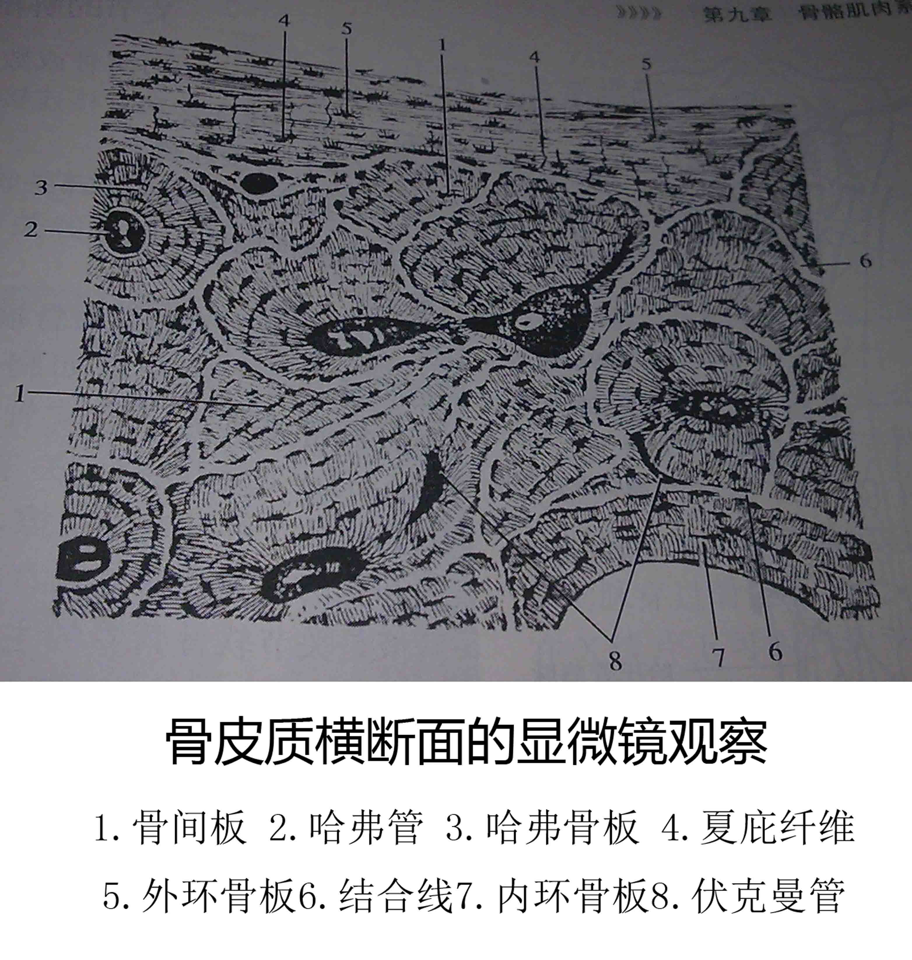 骨皮质
