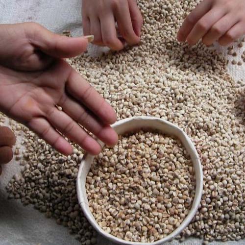 蜂蜜牛奶薏米麵膜 蜂蜜牛奶薏米麵膜
