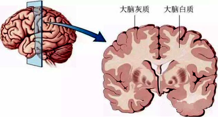 脑灰质