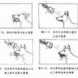 经典条件作用