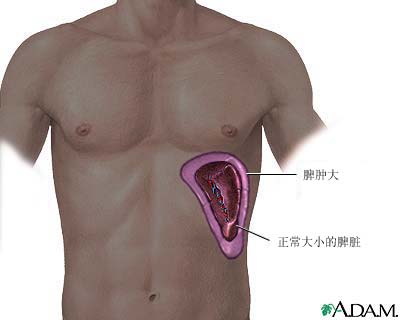 脾脏 脾脏