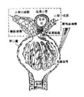 肾前性肾功能衰竭 肾前性肾功能衰竭