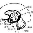 下丘脑损害