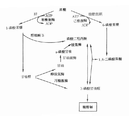 代谢 代谢