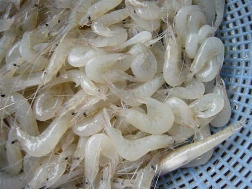 太湖白虾 太湖白虾