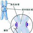 着丝粒