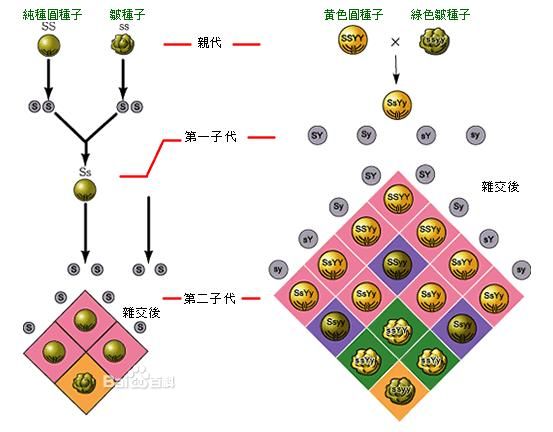 分离定律 分离定律