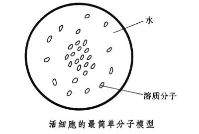 活细胞的分子模型 活细胞的分子模型
