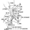 下丘脑垂体系统