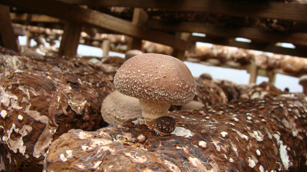 西峡香菇 西峡香菇