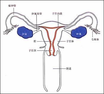 内分泌不孕(内分泌性不孕) 内分泌不孕(内分泌性不孕)