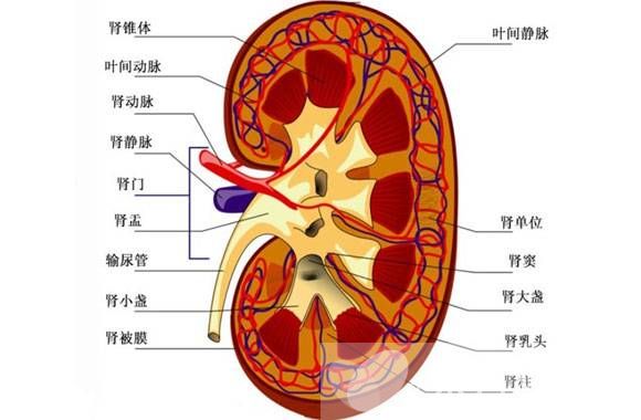 肾脏构造解剖示意图 肾脏构造解剖示意图