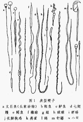 多种动物精子的示意图 多种动物精子的示意图