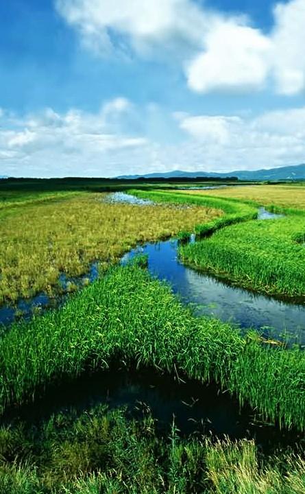湿地 湿地
