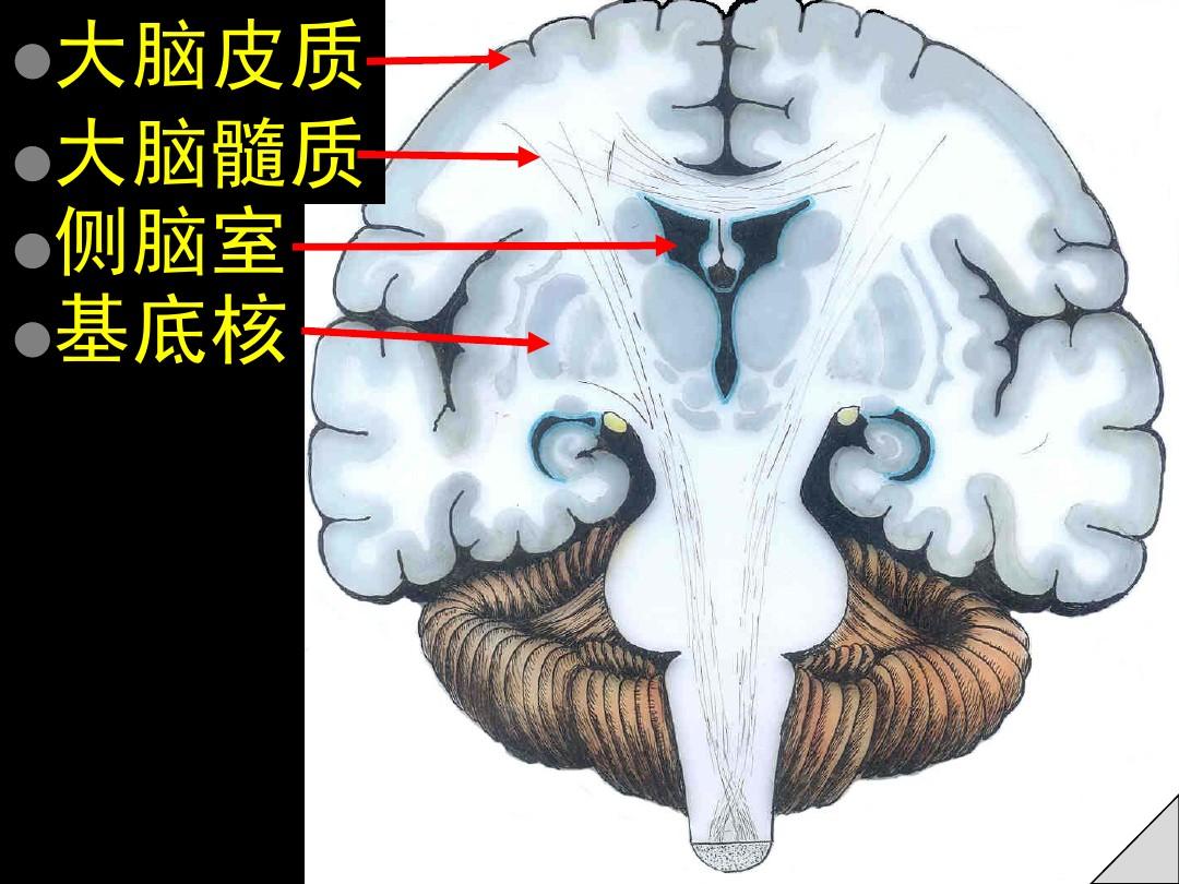 大脑皮质